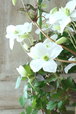 画像7: モンタナ系クレマチス "雪ひとひら" 17cmポット