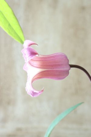 画像1: 壺型クレマチス "薄桜"