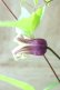 画像5: 壺型クレマチス "つや紫"
