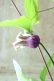 画像4: 壺型クレマチス "つや紫"