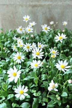 Garden Collection - Jardin de Violettes (Page 7)