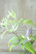 壺型クレマチス "藤紫" 良い香り!