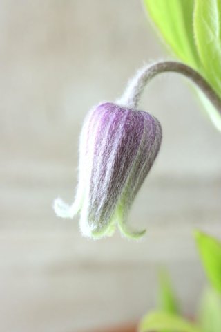 seedling - Jardin de Violettes