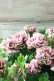 画像9: 八重咲きペチュニア "ホイップマカロン クラシカルチェリー"