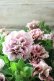 画像7: 八重咲きペチュニア "ホイップマカロン クラシカルチェリー"