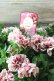 画像1: 八重咲きペチュニア "ホイップマカロン クラシカルチェリー" (1)