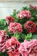 画像6: 八重咲きペチュニア "ホイップマカロン ビターロッソ" 