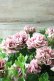 画像10: 八重咲きペチュニア "ホイップマカロン クラシカルチェリー"