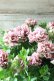 画像11: 八重咲きペチュニア "ホイップマカロン クラシカルチェリー"