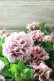 画像8: 八重咲きペチュニア "ホイップマカロン クラシカルチェリー"