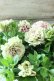 画像7: 八重咲きペチュニア "ホイップマカロン モカモンブラン"