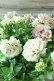 画像10: 八重咲きペチュニア "ホイップマカロン モカモンブラン"