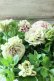 画像8: 八重咲きペチュニア "ホイップマカロン モカモンブラン"