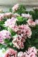 画像4: 八重咲きペチュニア "ホイップマカロン クラシカルチェリー"