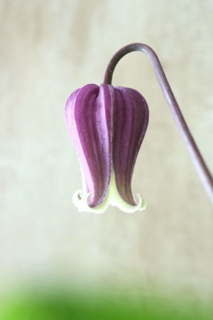 画像4: 壺型クレマチス "本紫"