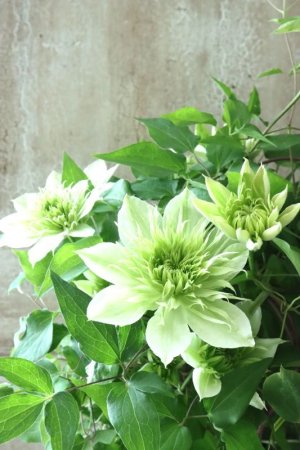 画像7: 八重咲きクレマチス "華川" 15cmポット