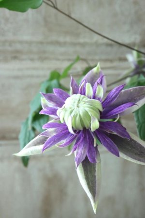 画像9: 八重咲きクレマチス "大河" 12cmポット