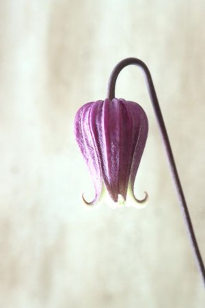 画像3: 壺型クレマチス "本紫"