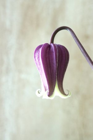 画像1: 壺型クレマチス "本紫"