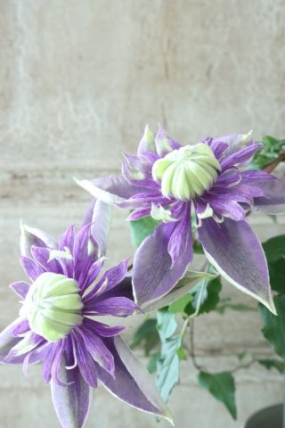 Clematis - Jardin de Violettes