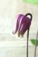 画像5: 壺型クレマチス "本紫"