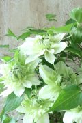 八重咲きクレマチス "花園" 15cmポット
