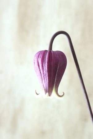 画像2: 壺型クレマチス "本紫"