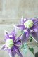 画像3: 八重咲きクレマチス "大河" 12cmポット