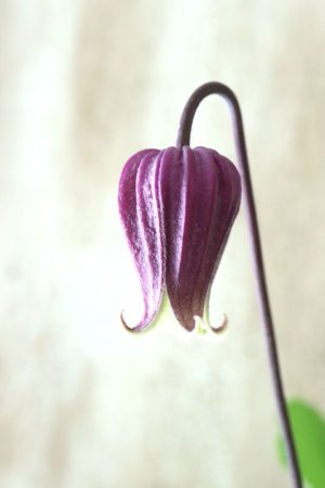 画像1: 壺型クレマチス "本紫"