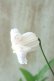 画像7: 壺型クレマチス "クリスパ ホワイトラベンダー" 良い香り!