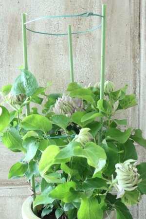 画像20: 八重咲きクレマチス "ブルーダイヤモンド" 17cmポット