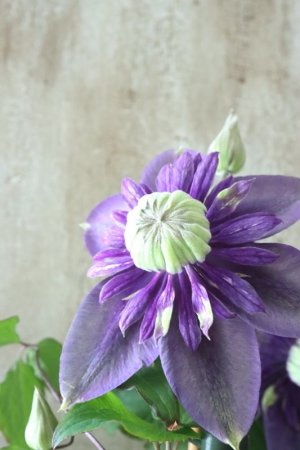 画像6: 八重咲きクレマチス "大河" 12cmポット