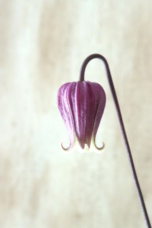 画像4: 壺型クレマチス "本紫"