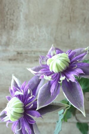 画像4: 八重咲きクレマチス "大河" 12cmポット