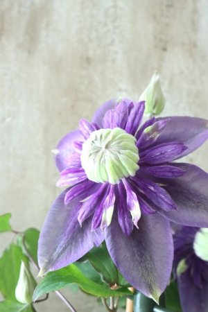 画像5: 八重咲きクレマチス "大河" 12cmポット