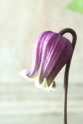 壺型クレマチス "本紫"