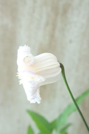 画像2: 壺型クレマチス "クリスパ ホワイトラベンダー" 良い香り!