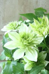 八重咲きクレマチス "華川" 15cmポット