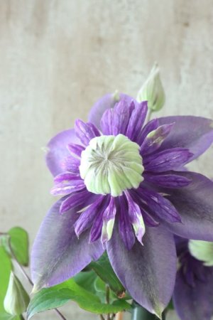 画像7: 八重咲きクレマチス "大河" 12cmポット