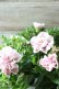 画像5: 八重咲きペチュニア "ホイップマカロン さくら"
