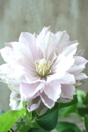 画像3: 八重咲きクレマチス "ブルーダイヤモンド" 17cmポット