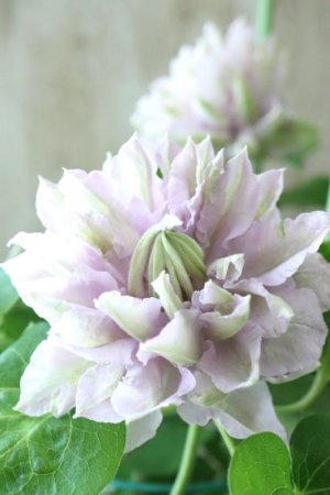 画像6: 八重咲きクレマチス "ブルーダイヤモンド" 17cmポット