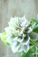 画像4: 八重咲きクレマチス "墨絵" 17cmポット