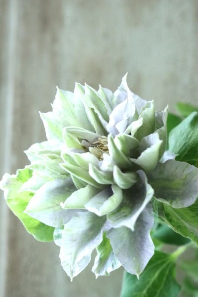 全商品 - Jardin de Violettes (Page 2) 全商品 - Jardin de Violettes (Page 2)