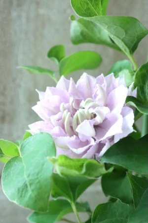 画像15: 八重咲きクレマチス "ブルーダイヤモンド" 17cmポット