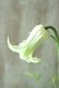 画像4: 壺型クレマチス "白のクリスパ" 良い香り!
