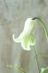 画像5: 壺型クレマチス "白のクリスパ" 良い香り!