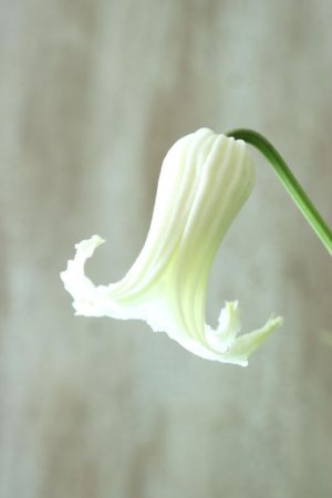 画像1: 壺型クレマチス "白のクリスパ" 良い香り!