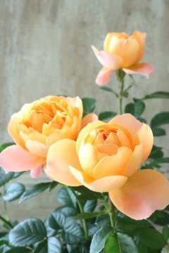 ドイリー1191❤️アンティーク調 薔薇 クチナシの花メドレー