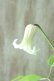画像3: 壺型クレマチス "白のクリスパ" 良い香り!